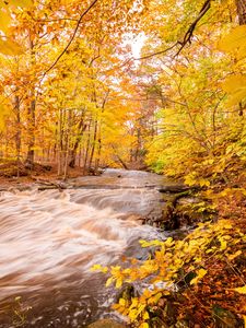 Preview wallpaper river, forest, autumn, trees, yellow