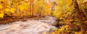Preview wallpaper river, forest, autumn, trees, yellow