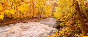 Preview wallpaper river, forest, autumn, trees, yellow