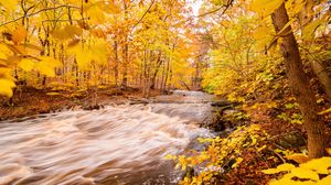 Preview wallpaper river, forest, autumn, trees, yellow