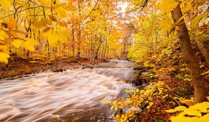 Preview wallpaper river, forest, autumn, trees, yellow