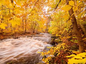 Preview wallpaper river, forest, autumn, trees, yellow