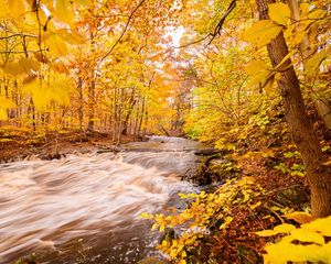 Preview wallpaper river, forest, autumn, trees, yellow