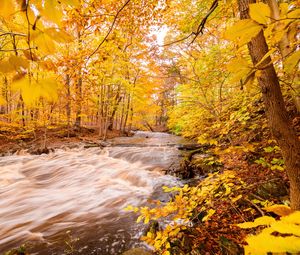 Preview wallpaper river, forest, autumn, trees, yellow