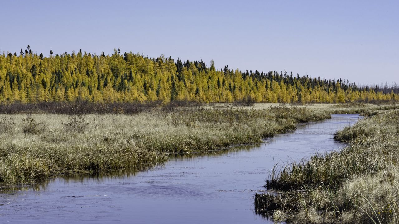 Wallpaper river, forest, autumn, nature