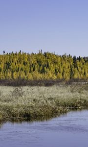 Preview wallpaper river, forest, autumn, nature