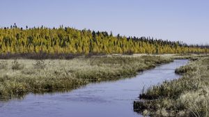 Preview wallpaper river, forest, autumn, nature