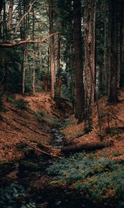 Preview wallpaper river, forest, branches, logs, trees