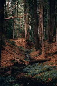 Preview wallpaper river, forest, branches, logs, trees