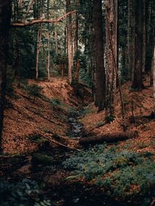 Preview wallpaper river, forest, branches, logs, trees