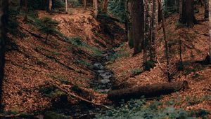 Preview wallpaper river, forest, branches, logs, trees
