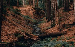 Preview wallpaper river, forest, branches, logs, trees