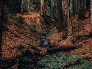 Preview wallpaper river, forest, branches, logs, trees