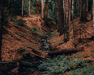Preview wallpaper river, forest, branches, logs, trees