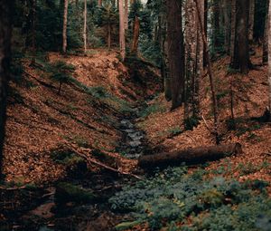 Preview wallpaper river, forest, branches, logs, trees