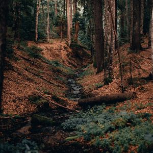 Preview wallpaper river, forest, branches, logs, trees