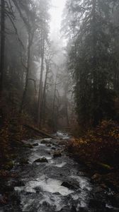 Preview wallpaper river, forest, fog, stream, trees