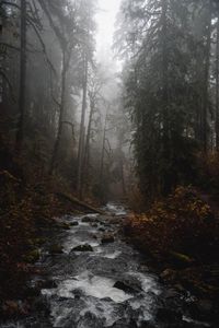 Preview wallpaper river, forest, fog, stream, trees