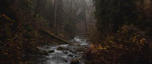 Preview wallpaper river, forest, fog, stream, trees