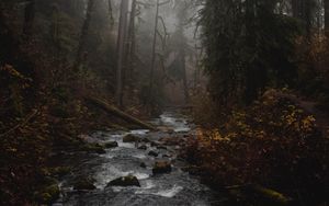 Preview wallpaper river, forest, fog, stream, trees