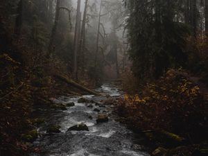 Preview wallpaper river, forest, fog, stream, trees