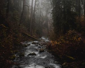 Preview wallpaper river, forest, fog, stream, trees