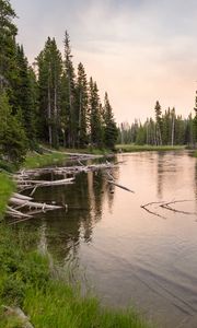 Preview wallpaper river, forest, grass, driftwood