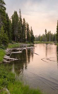 Preview wallpaper river, forest, grass, driftwood