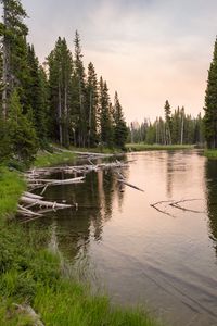 Preview wallpaper river, forest, grass, driftwood