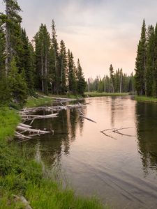 Preview wallpaper river, forest, grass, driftwood