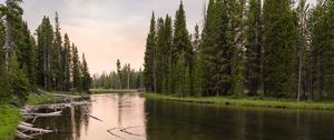 Preview wallpaper river, forest, grass, driftwood