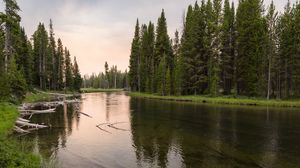 Preview wallpaper river, forest, grass, driftwood