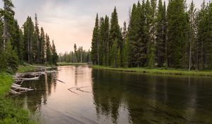 Preview wallpaper river, forest, grass, driftwood