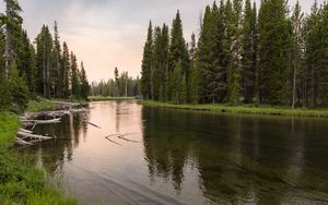 Preview wallpaper river, forest, grass, driftwood