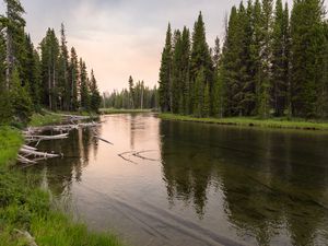 Preview wallpaper river, forest, grass, driftwood