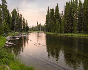 Preview wallpaper river, forest, grass, driftwood