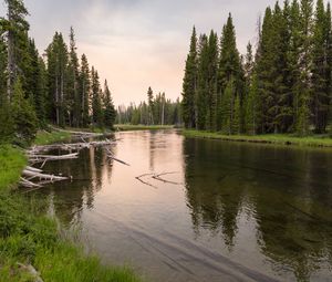 Preview wallpaper river, forest, grass, driftwood