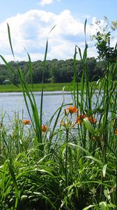 Preview wallpaper river, forest, grass, nature