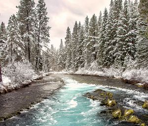 Preview wallpaper river, forest, landscape, nature, trees