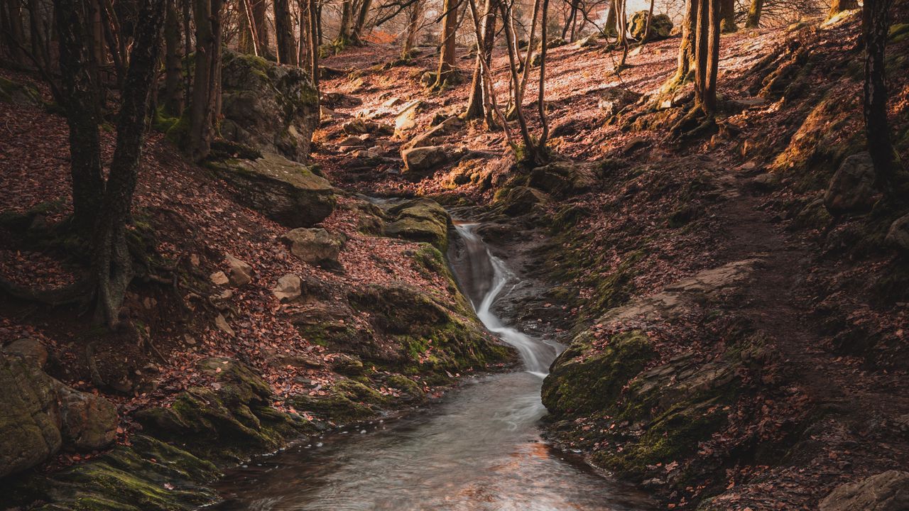 Wallpaper river, forest, moss, course