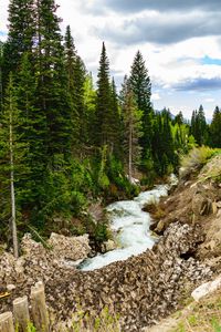 Preview wallpaper river, forest, spruce, stones, stream