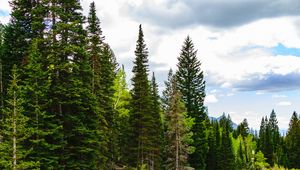 Preview wallpaper river, forest, spruce, stones, stream