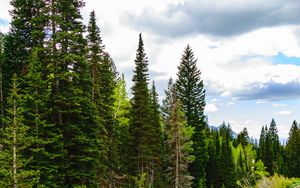 Preview wallpaper river, forest, spruce, stones, stream