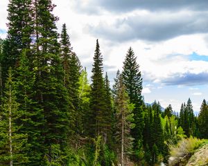 Preview wallpaper river, forest, spruce, stones, stream