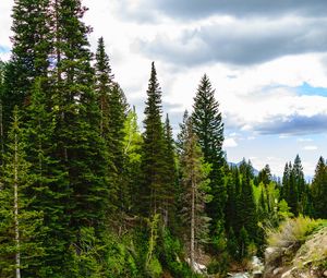 Preview wallpaper river, forest, spruce, stones, stream