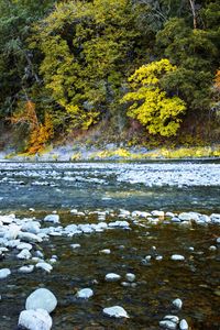 Preview wallpaper river, forest, stones, shore, trees, autumn, water, nature