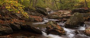 Preview wallpaper river, forest, stones, leaves, autumn, nature