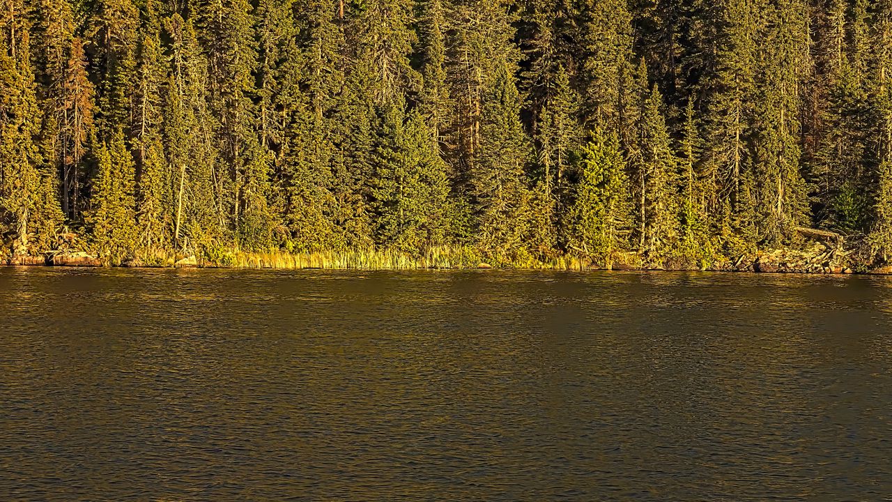 Wallpaper river, forest, trees, sky