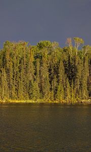 Preview wallpaper river, forest, trees, sky