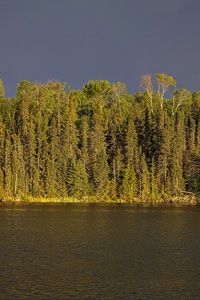 Preview wallpaper river, forest, trees, sky